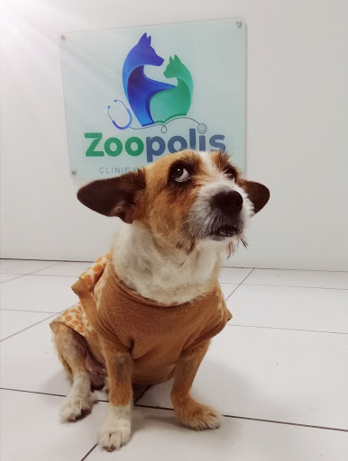 Clinica Veterinaria Zoopolis